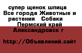 супер щенок шпица - Все города Животные и растения » Собаки   . Пермский край,Александровск г.